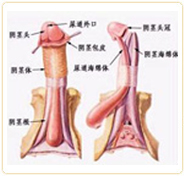 綏化現(xiàn)代男科醫(yī)院